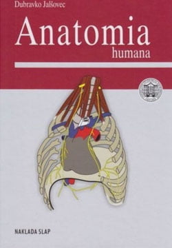 Anatomia humana
